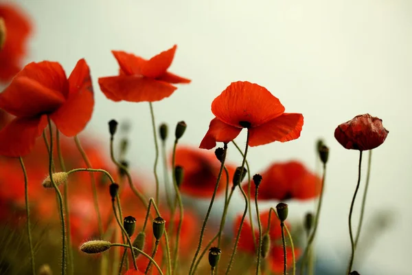 Prairie Avec Coquelicots Rouges Printemps — Photo