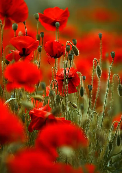 Луг Красными Маками Весной — стоковое фото