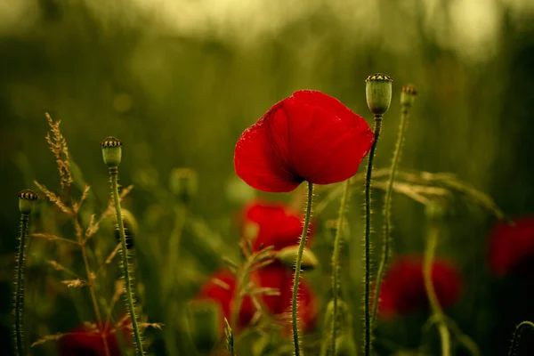 Prado Con Amapolas Rojas Primavera — Foto de Stock