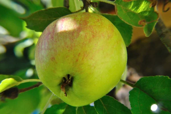 Μήλο Ωριμάζει Στο Δέντρο Τον Ιούλιο — Φωτογραφία Αρχείου