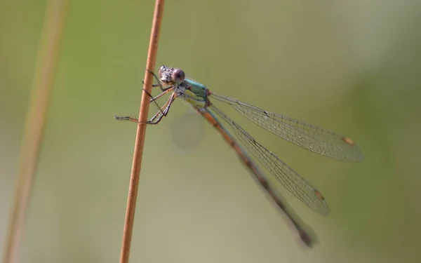 Prachtliebelle Dans Roseau — Photo