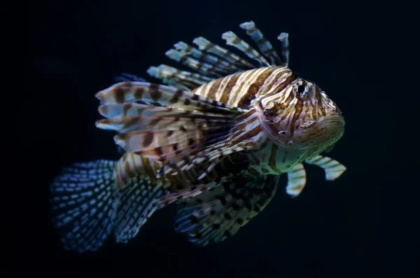 Lionfish Azul Profundo Océano Sol Los Peces — Foto de Stock