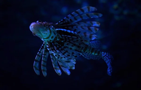 Lionfish Azul Oceano Profundo Sol Peixe — Fotografia de Stock