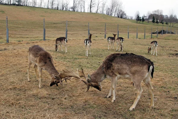 Jachère Lutte Pour Leur Territoire Les Femelles — Photo