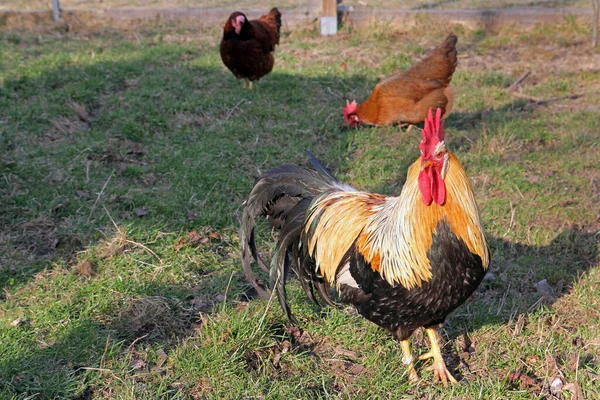 Eine Gans Mit Ihren Hühnern Freilauf — Stockfoto