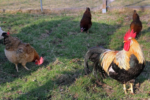 Ganso Con Sus Gallinas Libertad — Foto de Stock