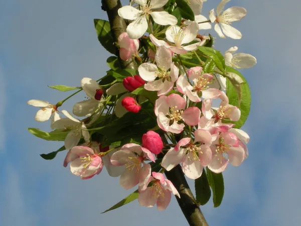 Květiny Stromě — Stock fotografie