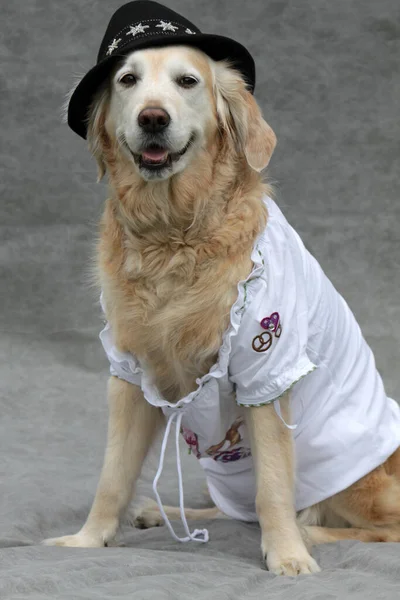 labrador with tyrolean hat and white blouse