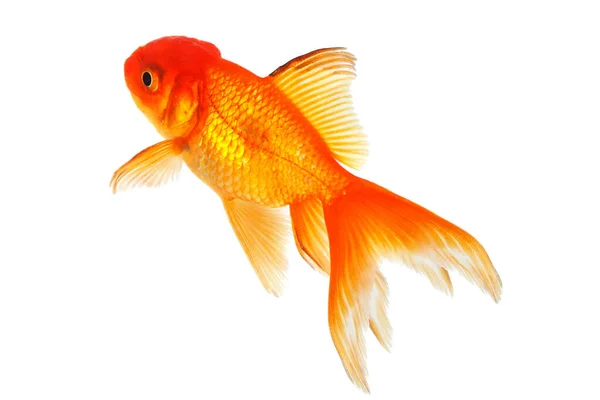 Peixes Ouro Close Animal Isolado Contra Fundo Branco — Fotografia de Stock