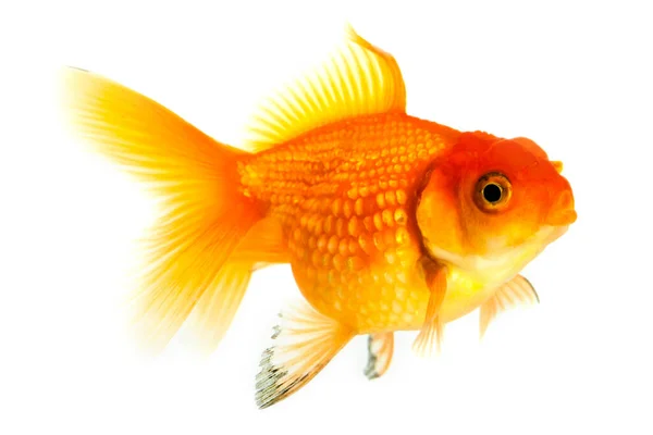 Goldfish Closeup Animal Isolated White Background — Stock Photo, Image