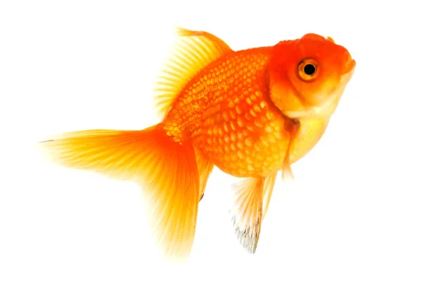 Peixes Ouro Close Animal Isolado Contra Fundo Branco — Fotografia de Stock