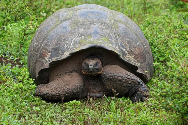 Storsköldpadda Santa Cruz — Stockfoto