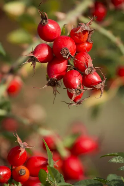 Vacker Botanisk Skott Naturliga Tapeter — Stockfoto