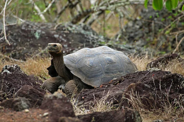 San Cristobal Tortoise Gigante Galápagos — Foto de Stock