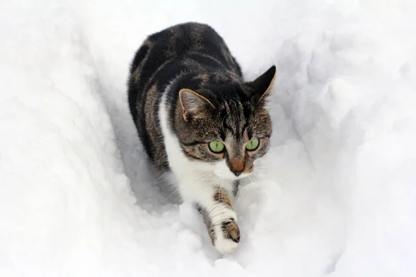 a little cat runs curiously through the high snow