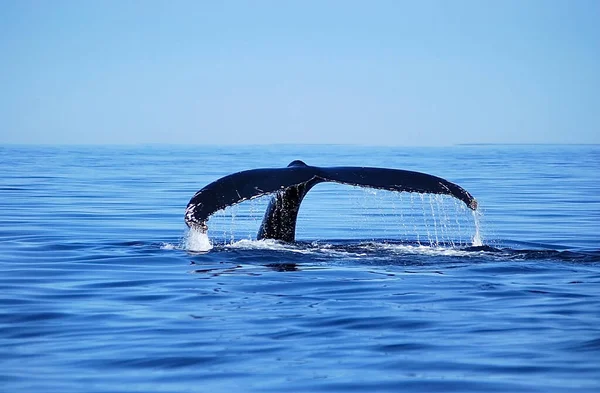 Humpback Whale Canada — Stock Photo, Image