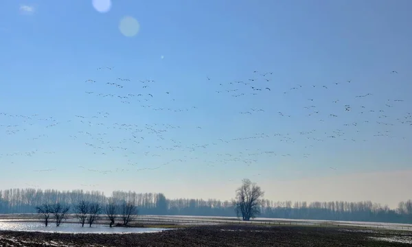 Gansos Salvajes Invierno —  Fotos de Stock