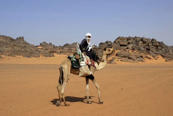 Tuaregg Camello Las Montañas Akus — Foto de Stock