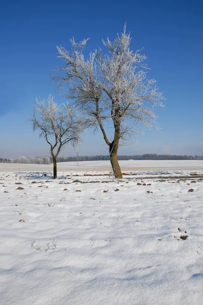 Paisaje Invernal Con Árboles Cubiertos Nieve — Foto de Stock