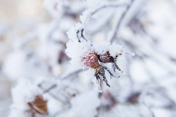 Primo Piano Neve Gelo Coperto Pianta Roseberry All Aperto Nella — Foto Stock