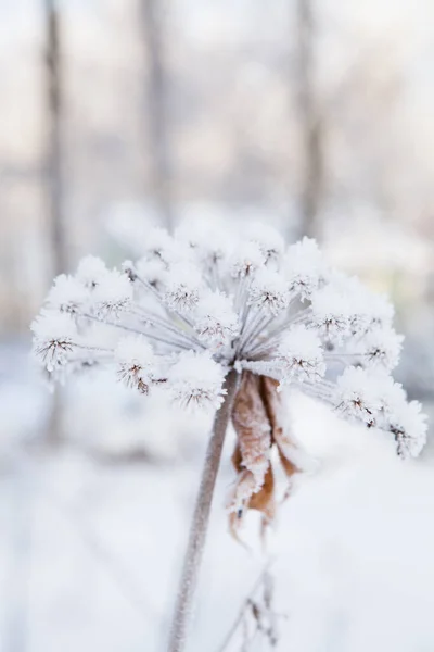 Nahaufnahme Von Schnee Und Frost Bedeckte Pflanze Freien Einem Wintertag — Stockfoto