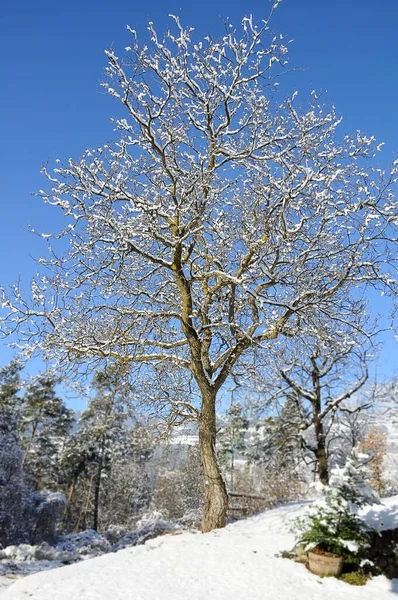 Inverno Frio Nevado Fundo — Fotografia de Stock