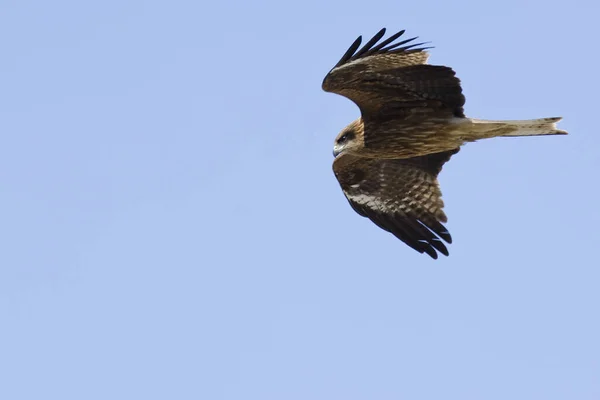 Black Kite Milvus Migrans Che Vola Aria Visto Dal Basso — Foto Stock