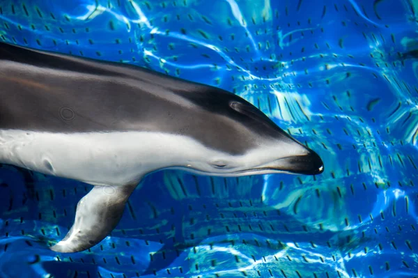 Dolfijnen Zwemmen Een Blauw Zwembad — Stockfoto