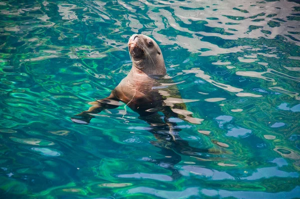 Neugierige Seelöwen Schwimmen Einem Pool — Stockfoto