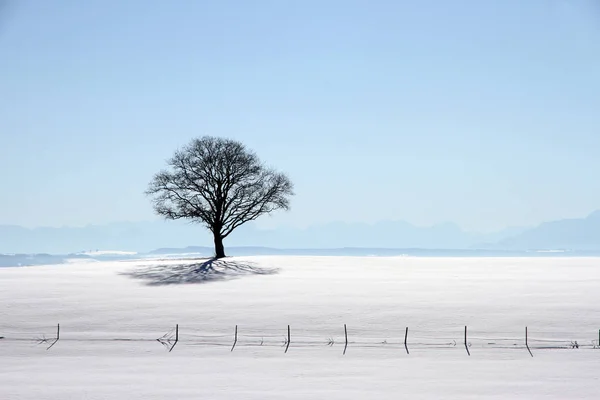 Paesaggio Invernale Con Alberi Neve — Foto Stock