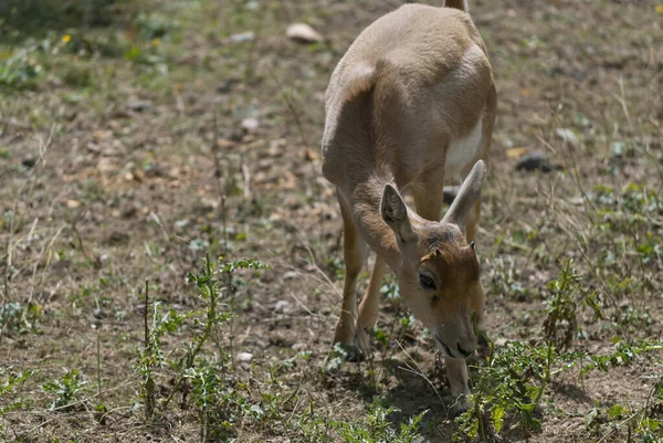 Piccolo Merlo Antilope Cervicapra Specie Antilope Originaria Del Subcontinente Indiano — Foto Stock