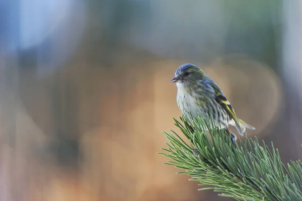 Vue Panoramique Bel Oiseau Nature — Photo