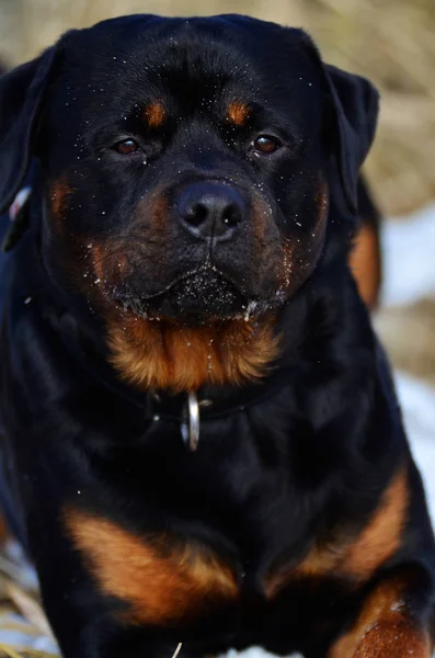Portret Głowy Ramion Wiernego Zaufanego Rottweilera Patrzącego Prawo Kamery Łagodnym — Zdjęcie stockowe