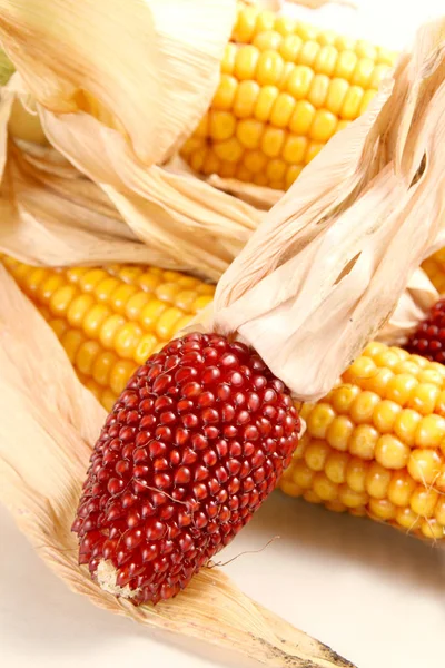 Kukoricacsutka Kukoricamag Zöldség — Stock Fotó