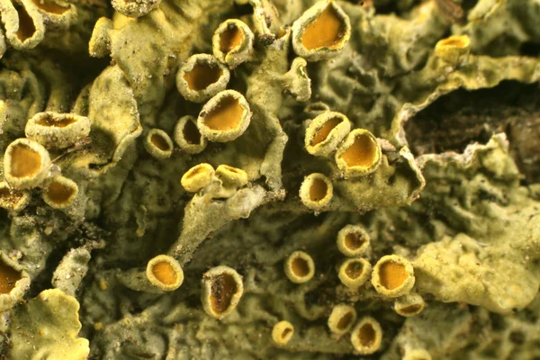 Мікробіологія Клітини Бактерії Мікроскопічні — стокове фото