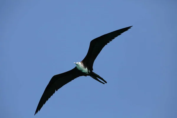 Uitzicht Noord Amerikaanse Natuur — Stockfoto