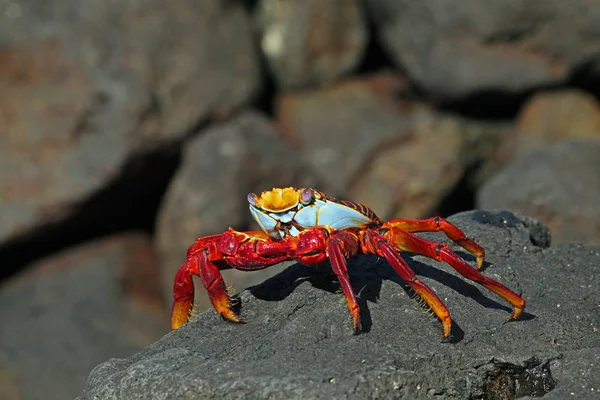 红螃蟹 背上有一只大蝎子 — 图库照片