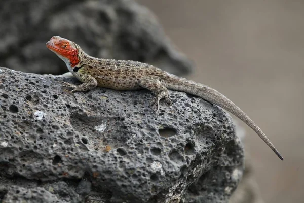 Iguana Selvagem Réptil Animal — Fotografia de Stock