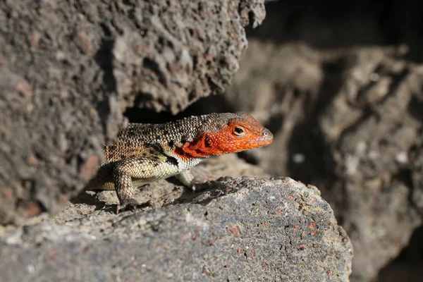 Iguana Silvestre Reptil — Foto de Stock