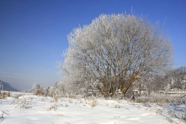 Une Froide Journée Hiver Avec Givre Dans Vallée Elbe Meissen — Photo