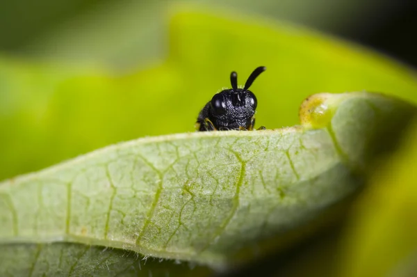 Μακροεντολή Από Ένα Μικρό Μαύρο Σημάδι Crossocerus Κοιτάζοντας Την Κάμερα — Φωτογραφία Αρχείου