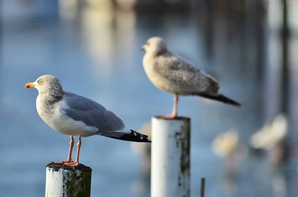 Seagulls Habitat Wildness Concept — Stock Photo, Image