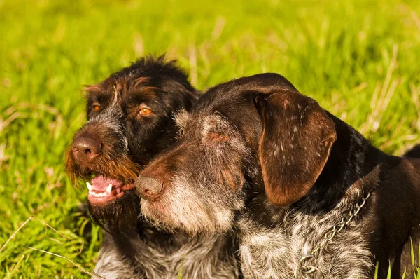 German Wirehaired Pointer Meadow — Stock Photo, Image