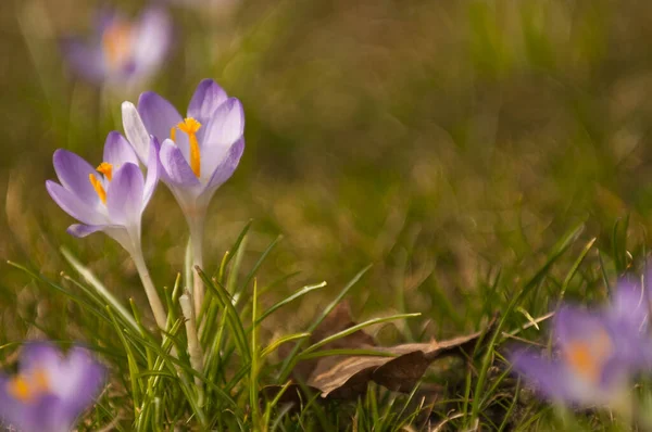 Crocus Crocus Çiçekleri Bahar Çiçekleri — Stok fotoğraf