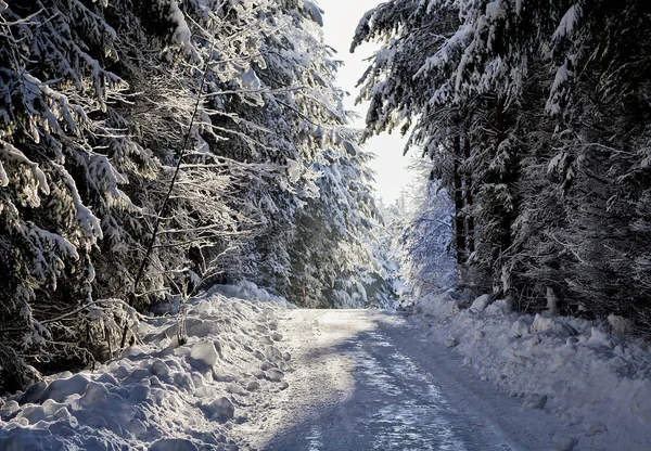 Χιονισμένα Δέντρα Στο Δάσος — Φωτογραφία Αρχείου