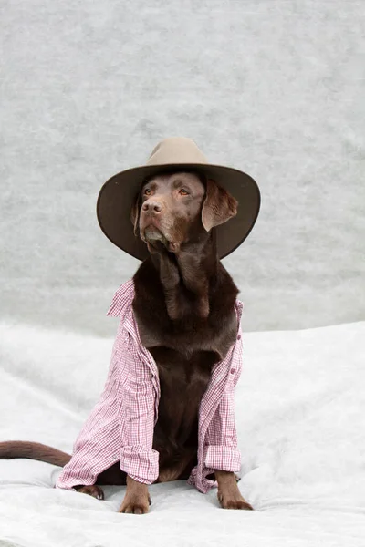 Labrador Mit Cowboyhut Und Kariertem Hemd — Stockfoto