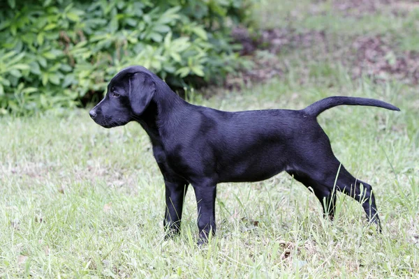 Fekete Labrador Retriever Kutya — Stock Fotó