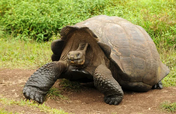 Galapagos Jätte Sköldpadda Kan Vara Svårt Att 300 Kan Vara — Stockfoto