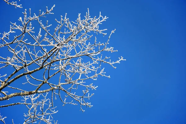 Blick Auf Eine Winterszene — Stockfoto