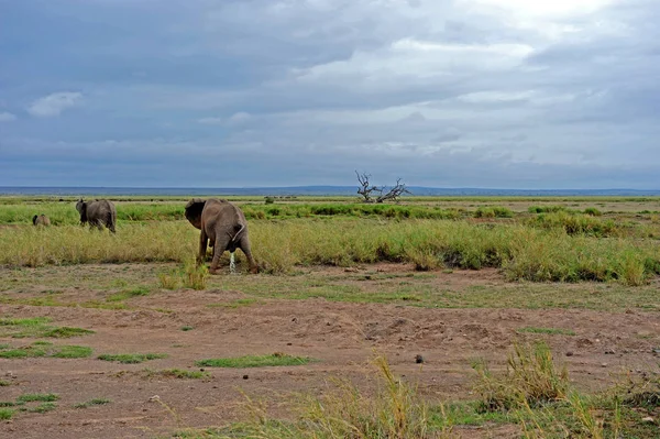 Слон Савані — стокове фото